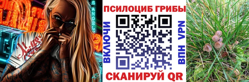 Псилоцибиновые грибы Psilocybine cubensis  Хотьково 